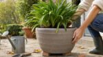 Agapanthe sans fleurs : ce réglage discret du pot avant l’automne évite de perdre une saison entière