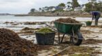Algues de plage pour le potager : pourquoi trois brouettes ramassées après la marée peuvent vous coûter cher