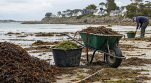 Algues de plage pour le potager : pourquoi trois brouettes ramassées après la marée peuvent vous coûter cher