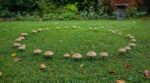 Après la pluie, ce cercle de champignons sur votre pelouse s’agrandit : ce que ça cache et le geste à bannir