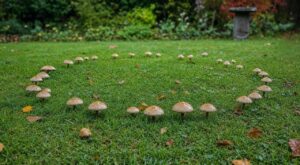 Après la pluie, ce cercle de champignons sur votre pelouse s'agrandit : ce que ça cache et le geste à bannir