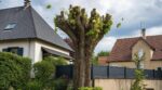 arbre-du-jardin-cette-taille-radicale-pour-eviter-les-feuilles-peut-vous-mettre-en-tort-face-au