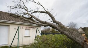 Arbre mort chez le voisin : la nouvelle question des assureurs qui peut vous coûter très cher
