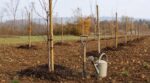 Arbres fruitiers : pourquoi les pépiniéristes ont banni le printemps et plantent tous à cette période méconnue