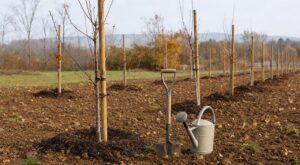 Arbres fruitiers : pourquoi les pépiniéristes ont banni le printemps et plantent tous à cette période méconnue