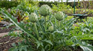 Artichaut : ne coupez surtout pas votre pied en septembre, vous privez votre potager de tout ça