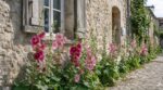 Au pied des murs, ces fleurs des anciens cachent une astuce efficace pour limiter l’humidité et protéger votre maison
