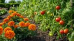 Au potager, les anciens broyaient cette petite fleur orange : ce qu’elle laisse dans la terre sauve vos tomates