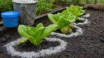 Aux premières pluies, ne sortez plus les granulés bleus : les maraîchers misent sur cette poudre de cheminée