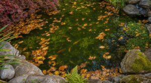Bassin de jardin : les feuilles qui coulent en ce moment préparent un poison de printemps qui menace vos poissons