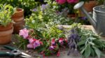 Bouturage d&rsquo;été : ces 4 plantes se multiplient à l&rsquo;infini pour 0 € ou presque si vous faites ce geste maintenant