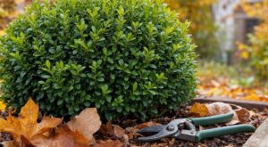 Buis : cette erreur de taille en octobre que font encore trop de jardiniers coûte cher à vos jeunes pousses tout l’hiver