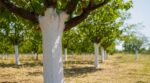 Canicule : ce geste naturel tout simple sauve vos arbres fruitiers de la chaleur, à condition d’éviter cette erreur