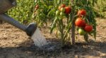 Canicule : cette quantité d&rsquo;eau à respecter par pied de tomate, sinon vos fruits se fendent et perdent tout leur goût