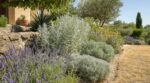 Canicule et sécheresse : ces plantes au feuillage gris tiennent sans arrosage grâce à un secret méconnu des jardiniers