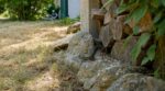 canicule-pourquoi-les-serpents-se-cachent-dans-vos-jardins-et-cette-erreur-pres-de-la-maison-qui