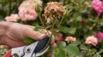 Ce détail sous les fleurs fanées que vous négligez et qui prolonge la floraison de vos rosiers en septembre