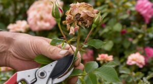 Ce détail sous les fleurs fanées que vous négligez et qui prolonge la floraison de vos rosiers en septembre