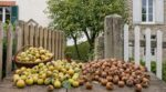 Ce fruit du jardin divise deux voisins : l&rsquo;un le jette pourri, l&rsquo;autre connaît le geste qui change tout