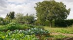 ce-fruitier-si-courant-empoisonne-la-terre-pourquoi-les-jardiniers-le-tiennent-a-plus-de-10-m-du
