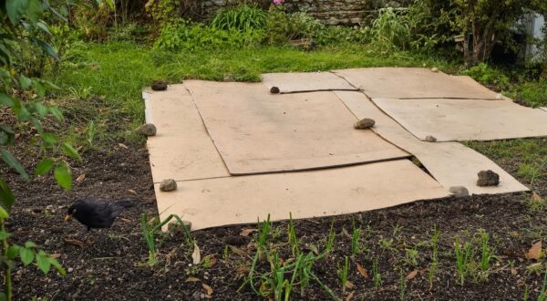 Ce jardinier a posé 6 cartons bruns sur une pelouse ingérable : à l’automne, ce qu’il a trouvé dessous l’a bluffé