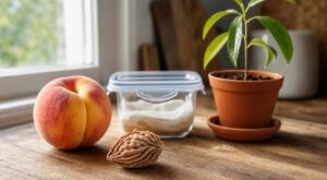Ce noyau de fruit d&rsquo;été que tout le monde jette ne devrait pas finir à la poubelle : il peut offrir un arbre fruitier