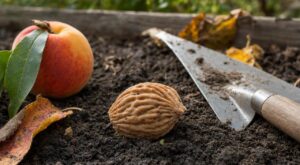 Ce noyau de fruit d’été que vous jetez en septembre doit être planté avant les premiers froids pour un vrai pêcher