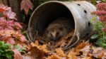 Ce vieux seau percé ne doit plus finir à la poubelle : il offre un abri d’hiver vital à ce petit animal du jardin