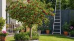Cerisiers : fini les arbres de 10 m, ce cerisier nain à hauteur d’homme vous évite l’échelle au jardin