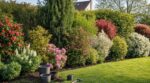 Ces 22 arbustes persistants remplacent la haie de thuyas triste : un jardin fleuri toute l’année pour moins cher