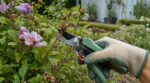 Ces capsules brunes sur votre hibiscus ne sont pas une maladie : ce geste au sécateur évite l&rsquo;invasion du massif
