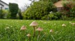 Ces champignons sur votre gazon après les premières pluies sont une bonne nouvelle à condition d’éviter cette erreur