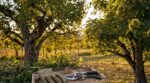 Ces deux arbres fruitiers très courants doivent être taillés avant fin septembre sous peine de gâcher la récolte
