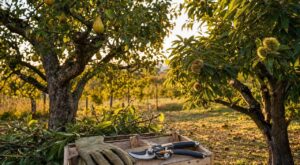 Ces deux arbres fruitiers très courants doivent être taillés avant fin septembre sous peine de gâcher la récolte