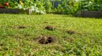 Ces petits trous dans votre pelouse vous affolent ? Ne comblez plus rien, cet insecte protège tout votre potager