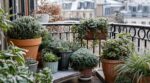 Ces plantes de balcon méconnues gardent vos pots verts jusqu’en février, même sans voile d’hivernage