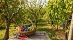 Ces trois arbres fruitiers à tailler avant fin septembre : un simple coup de sécateur peut doubler votre récolte