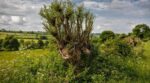 Ces vieux arbres de campagne qu&rsquo;on fait disparaître cachent un patrimoine écologique vivant à sauver d&rsquo;urgence
