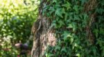 Cet oiseau de jardin élimine 3 000 insectes par jour : ne coupez plus cette plante de vos arbres en été, grave erreur