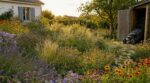 Cette alternative fleurie à la pelouse d&rsquo;automne économise 3× d&rsquo;eau et évite la tondeuse, vous l&rsquo;ignorez encore