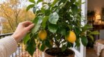 Citronnier en pot : ces parasites cachés sous les feuilles à stopper avant de le rentrer, sinon l&rsquo;hiver vire au drame