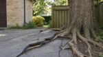 Couper les racines de l’arbre du voisin : cette erreur méconnue peut vous coûter bien plus que votre allée