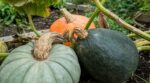 Courges au potager : fin septembre, ce détail sur la tige à vérifier absolument si vous voulez les garder tout l’hiver