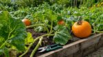 Courges : ce geste de taille en septembre que les maraîchers font en secret pour des courges géantes au potager