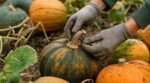 courges-fades-ou-qui-pourrissent-ce-detail-que-les-maraichers-scrutent-avant-de-couper-change-tout