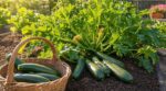 Courgettes : ne faites plus cette erreur, ce réflexe tous les 2 jours prolonge vos récoltes jusqu’en automne