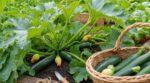 Courgettes tendres jusqu&rsquo;à l&rsquo;automne : ce geste de 5 minutes tous les 2 jours évite la grosse erreur au potager