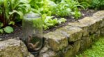 Début septembre, si cette bouteille en verre dans le muret n’est plus vide, ne la retirez surtout pas du potager