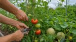 Début septembre, vos tomates, melons et concombres s&rsquo;épuisent pour rien : ce geste radical que peu de jardiniers osent