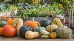 Deux voisins récoltent les mêmes courges : ce détail sur la tige peut tout gâcher d’ici février